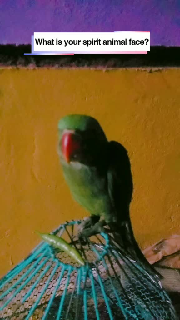 @Rohitnag575