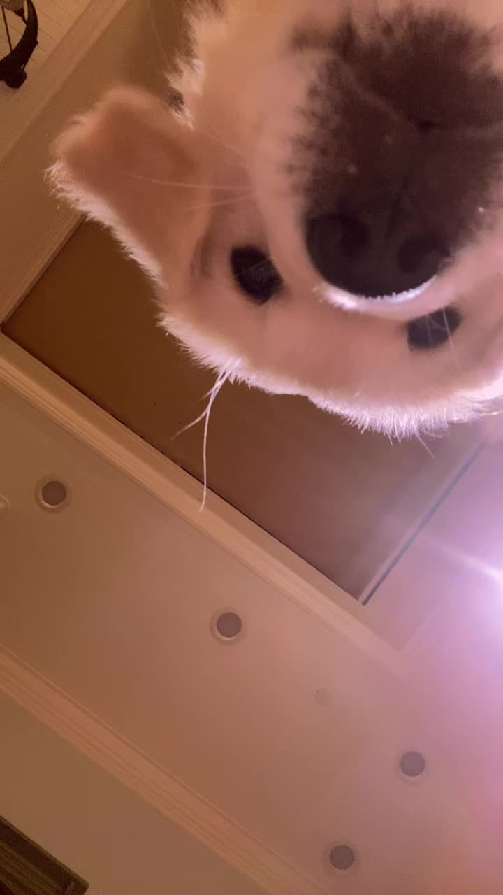 @✨hi✨