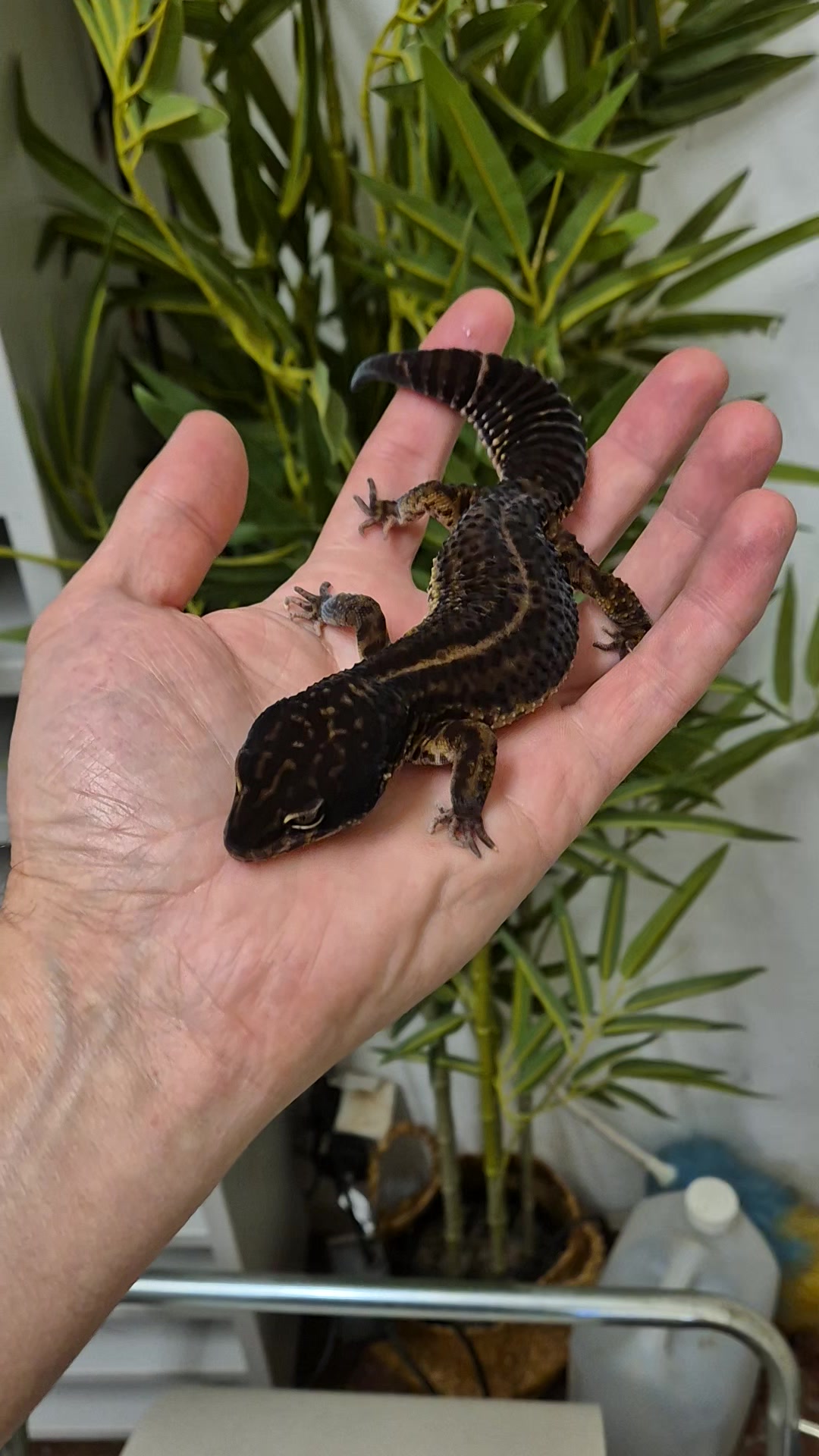 @CambridgeGecko