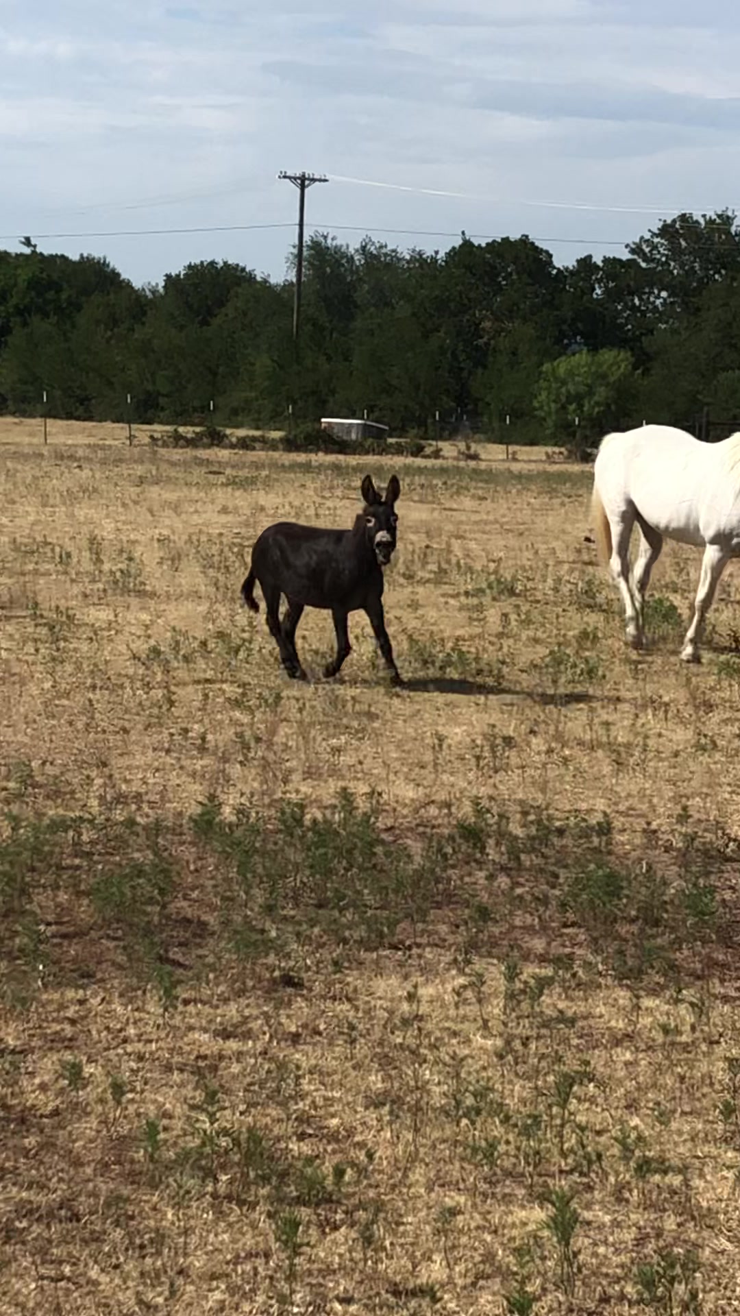 @DonkeyDaily