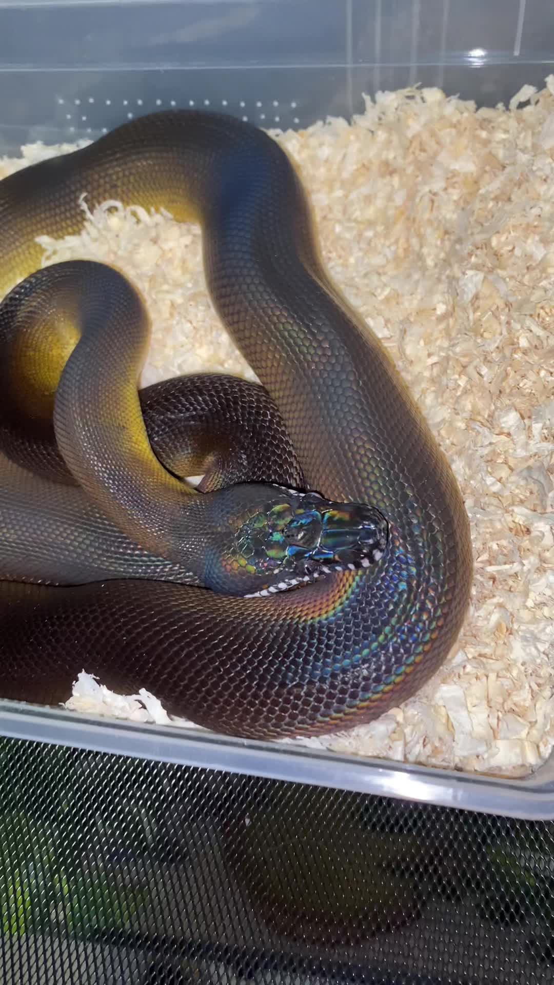 @Snakes_of_Leslie🐍