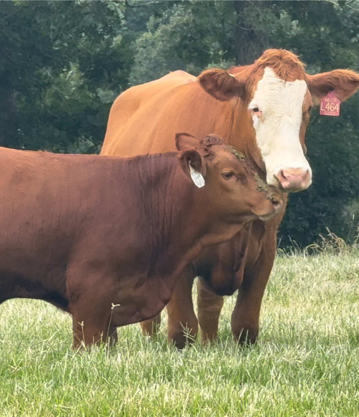 @Massey Land & Cattle