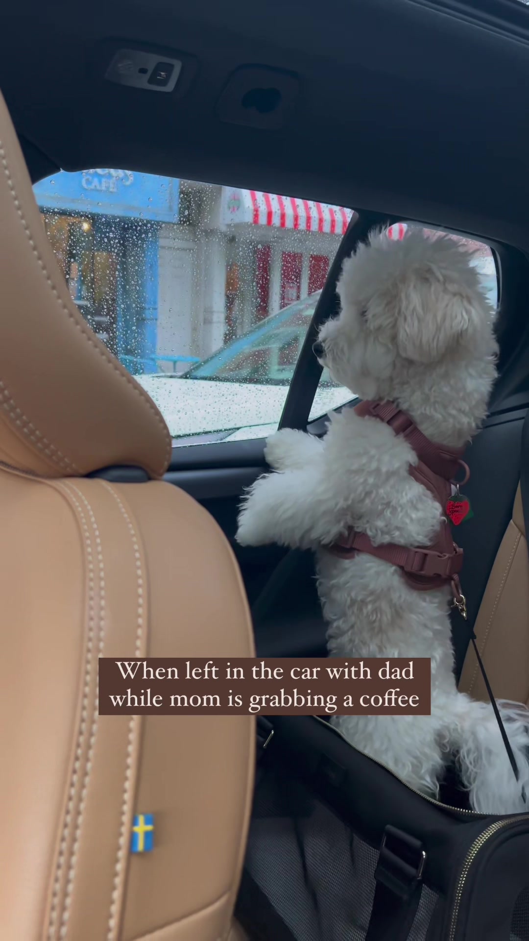 @Rui the Bichon