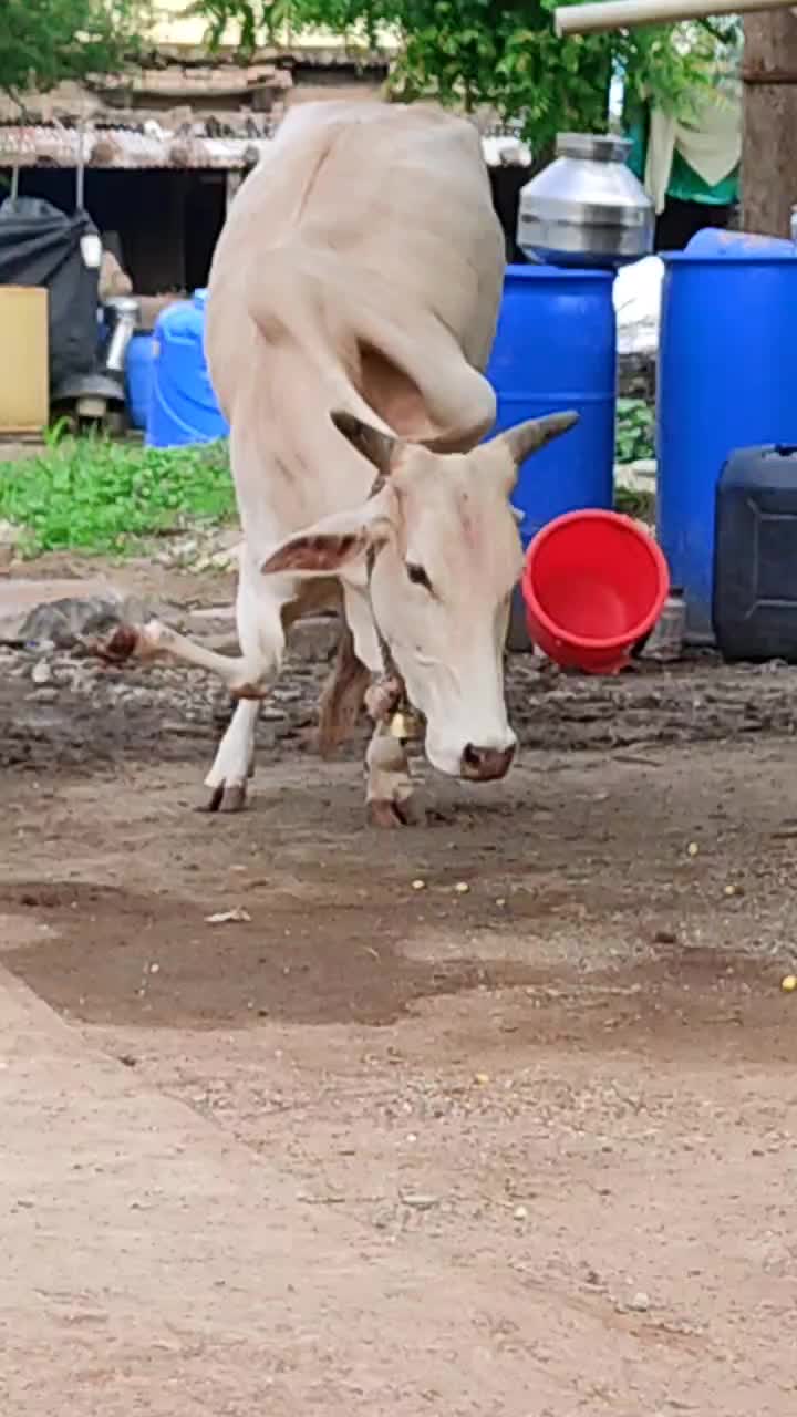 @jhajjar_aala