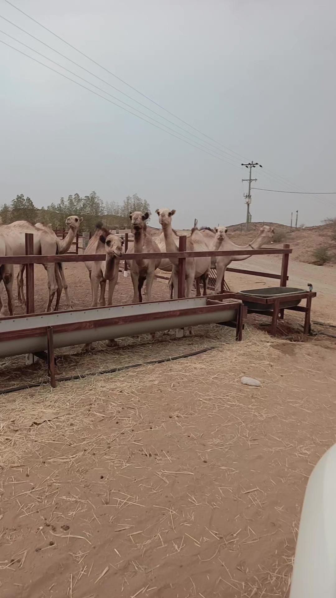 @شامي