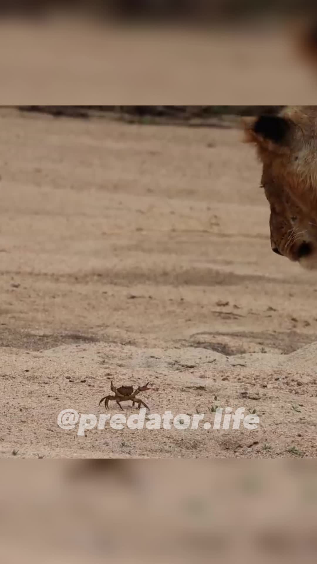 @Predator Life
