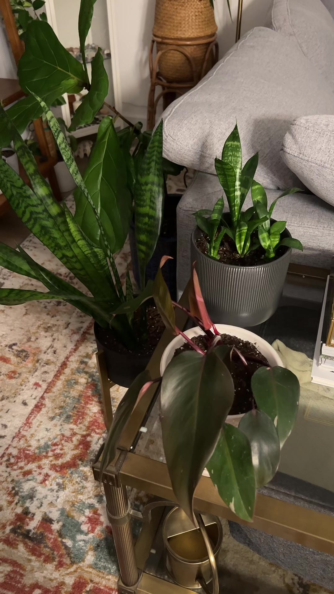 @Tiny Plants