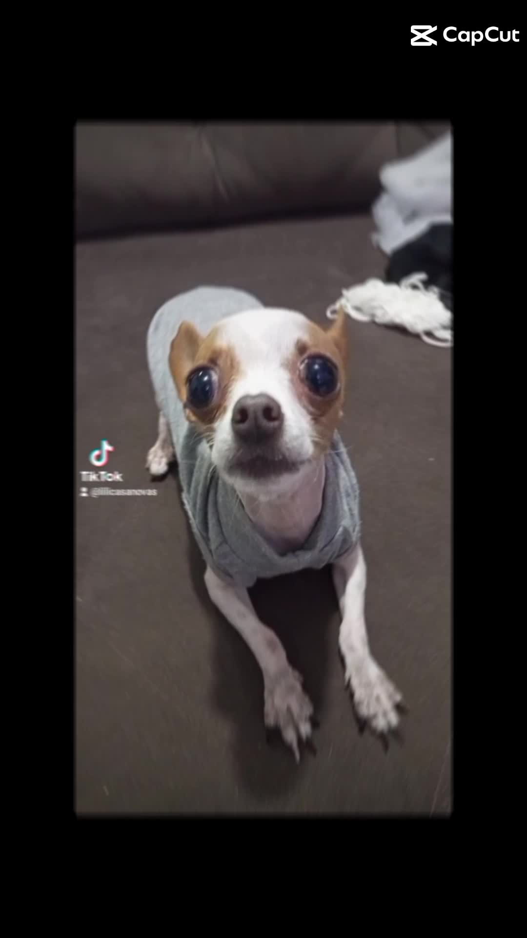 @Lilizinha🐶