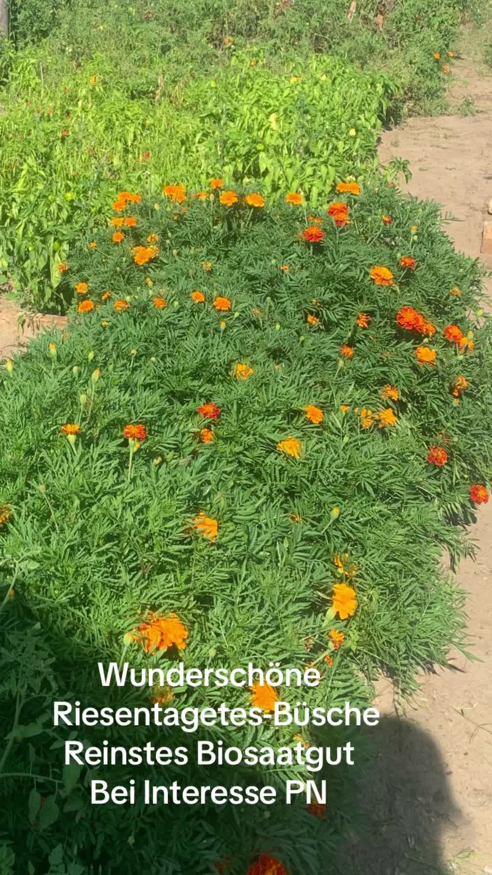 @Ungarn…..Die Ungarn-Sasa