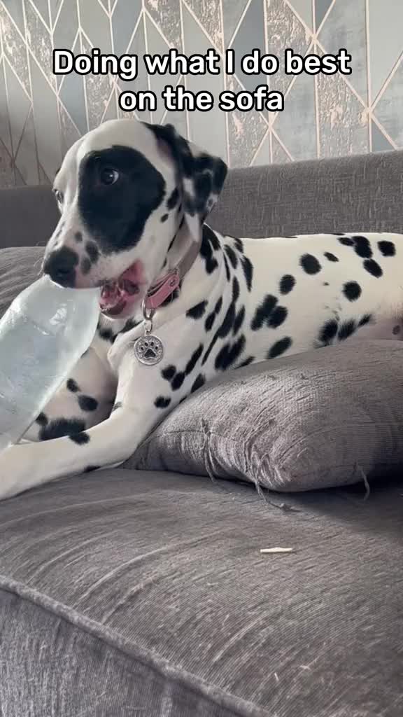@Winter Dalmatian