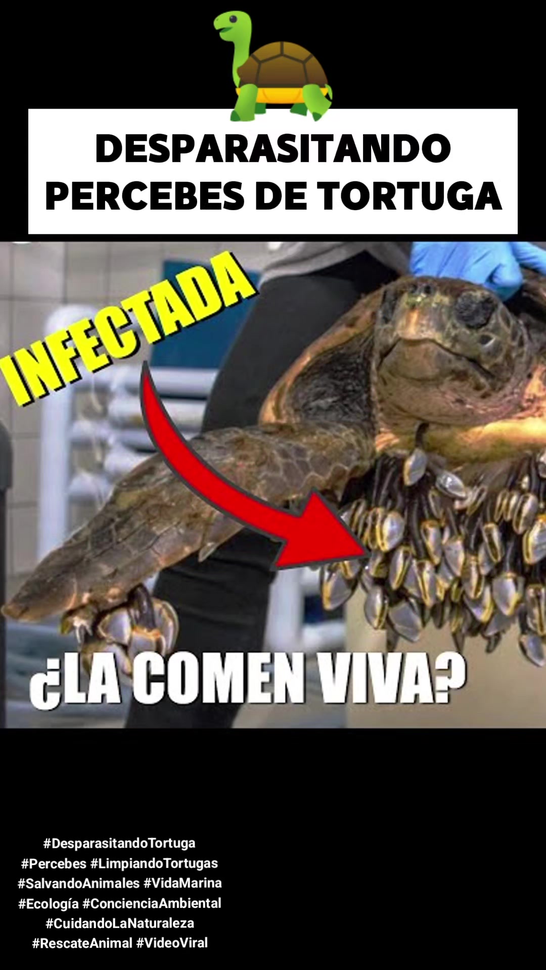 @CLUB DE ANIMALES
