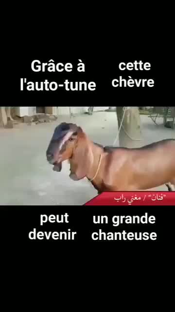 @idiocrate_