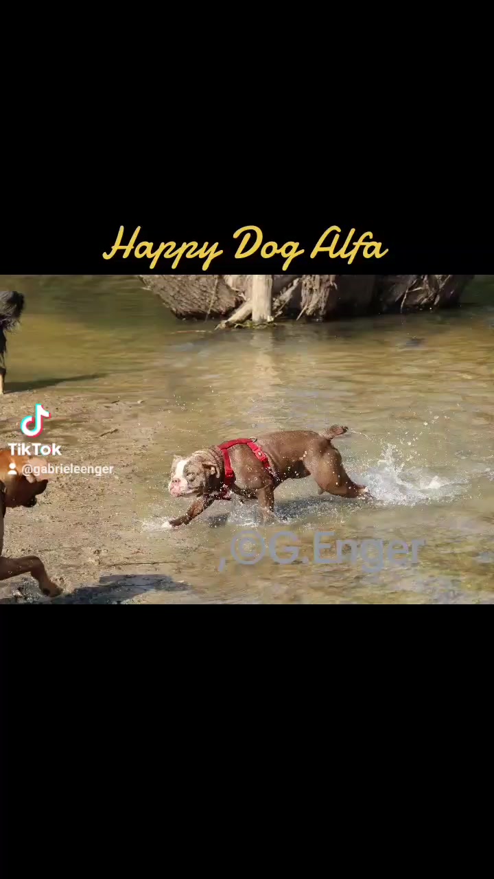 @amani.the.ridgeback
