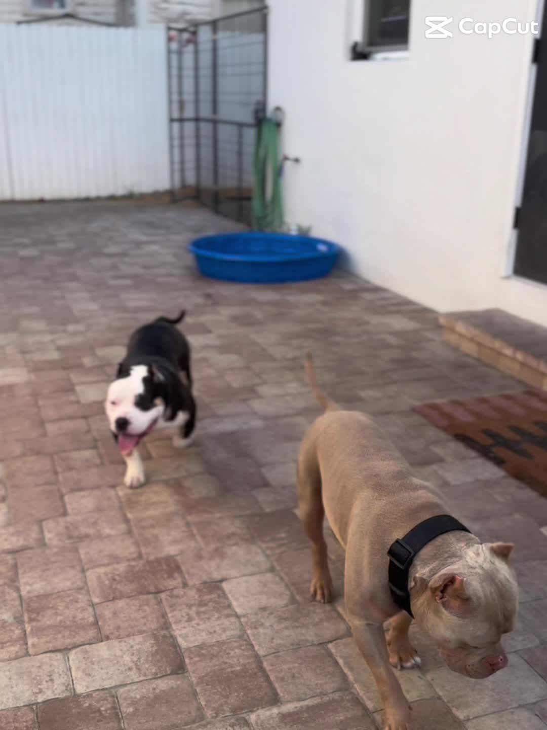 @chinomendezbully