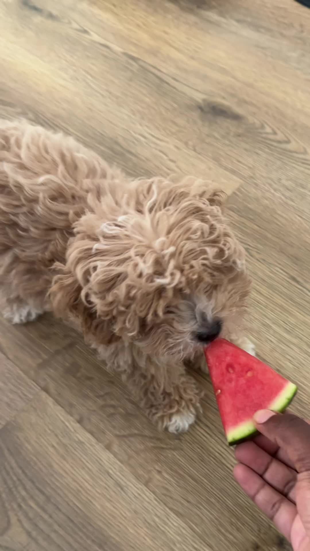 @Willow The Maltipoo