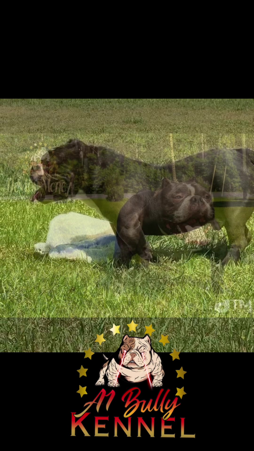 @a1bullykennel