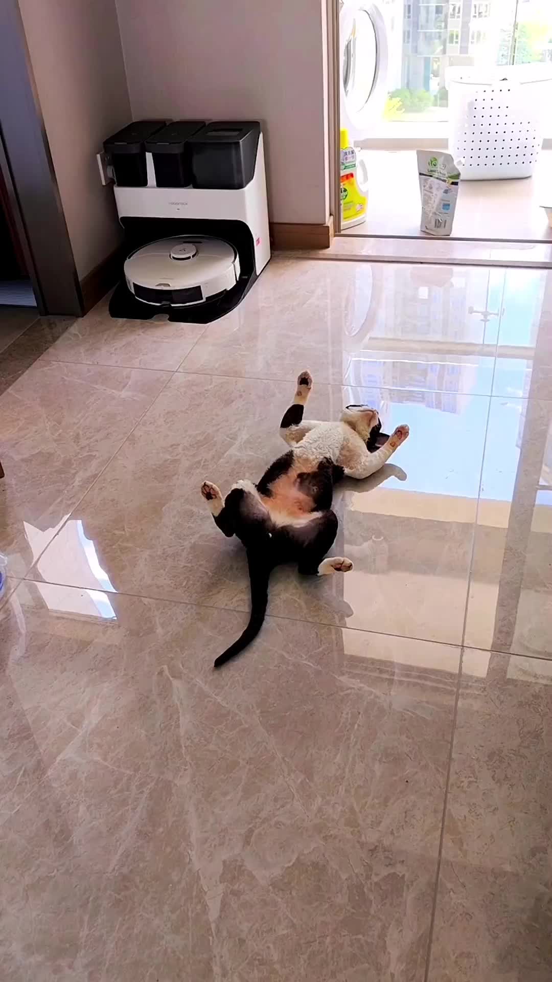 @Mr.Cat