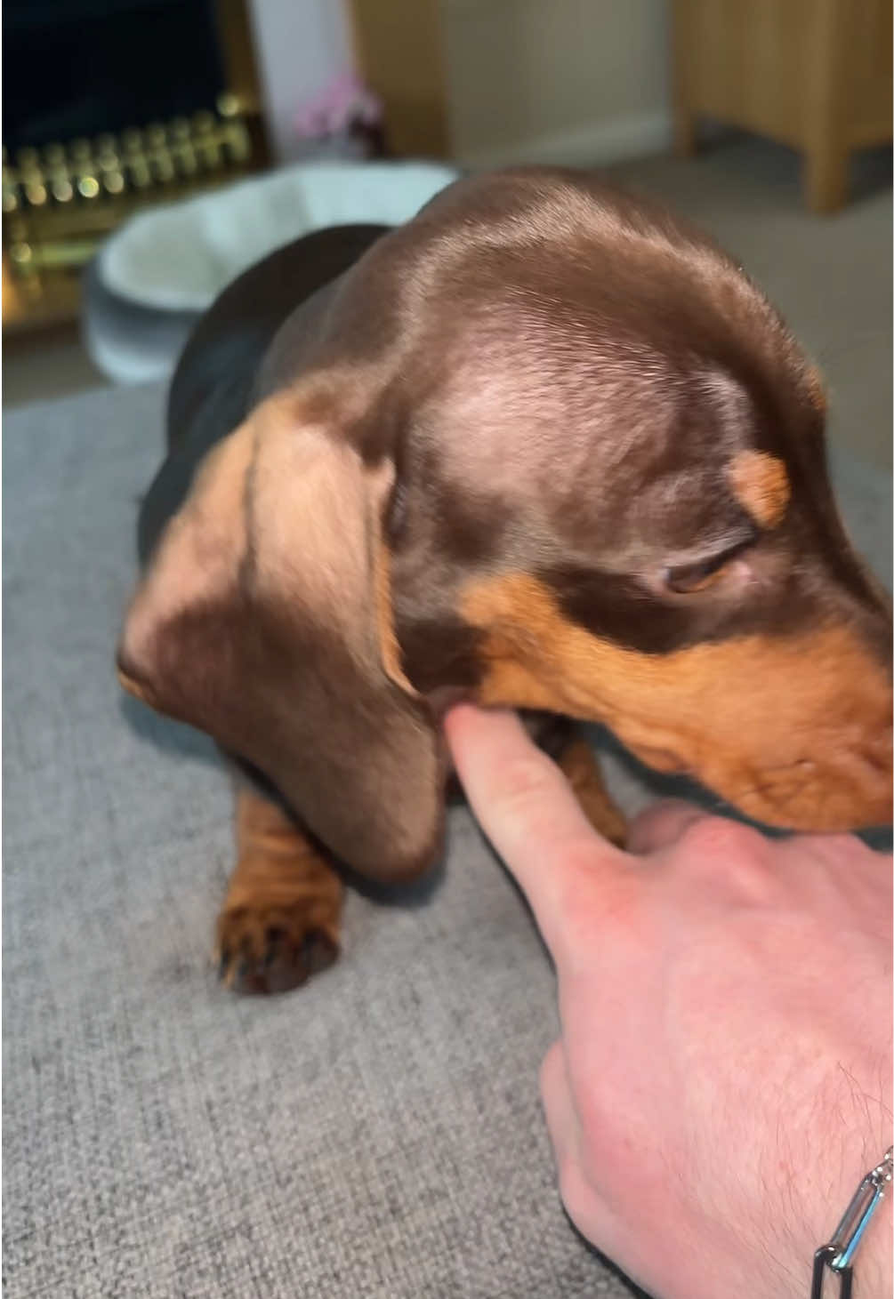 @BellaLongDog