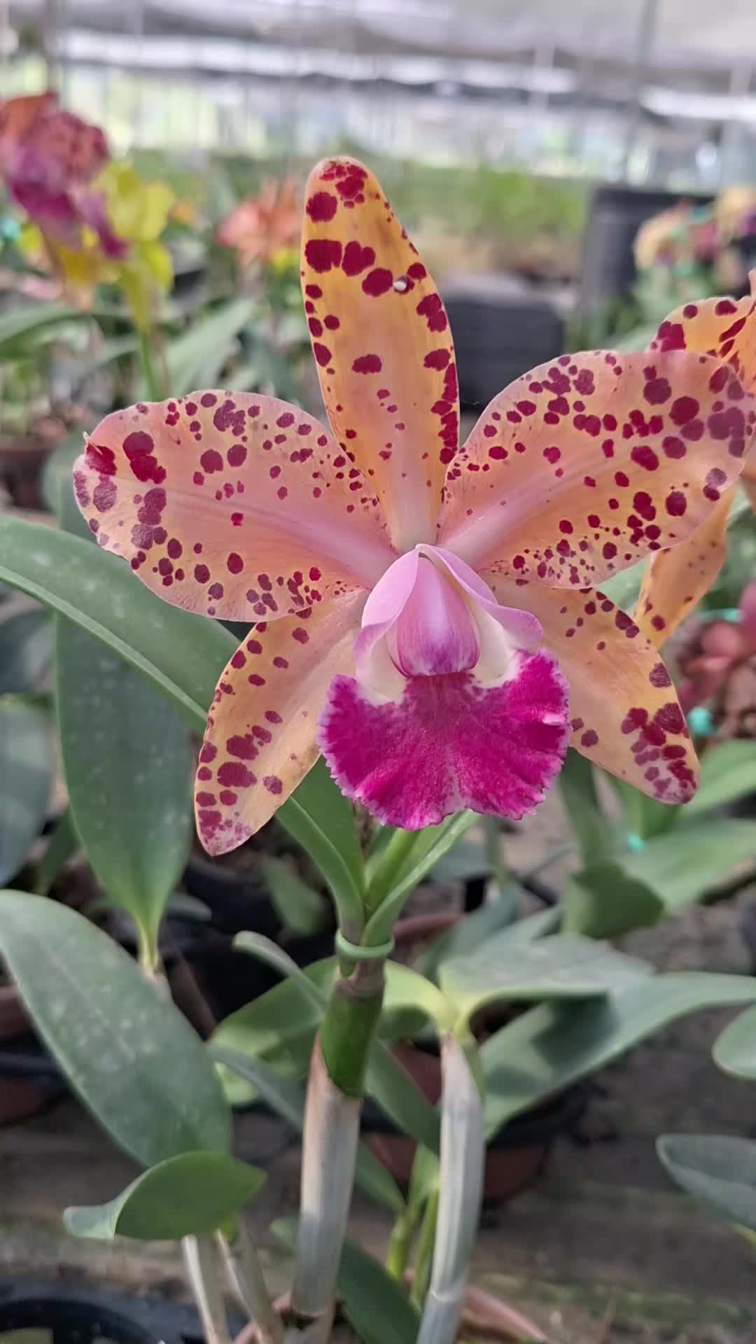 @Orquidário Fernando