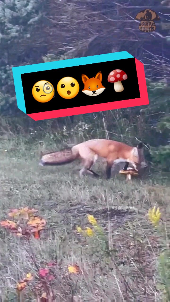 @Dan 🍄&zwj;🟫 Le Champologue