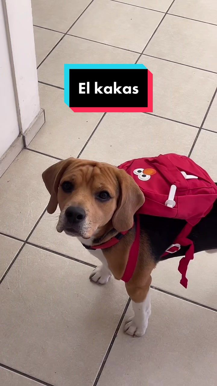 @Jake el perro