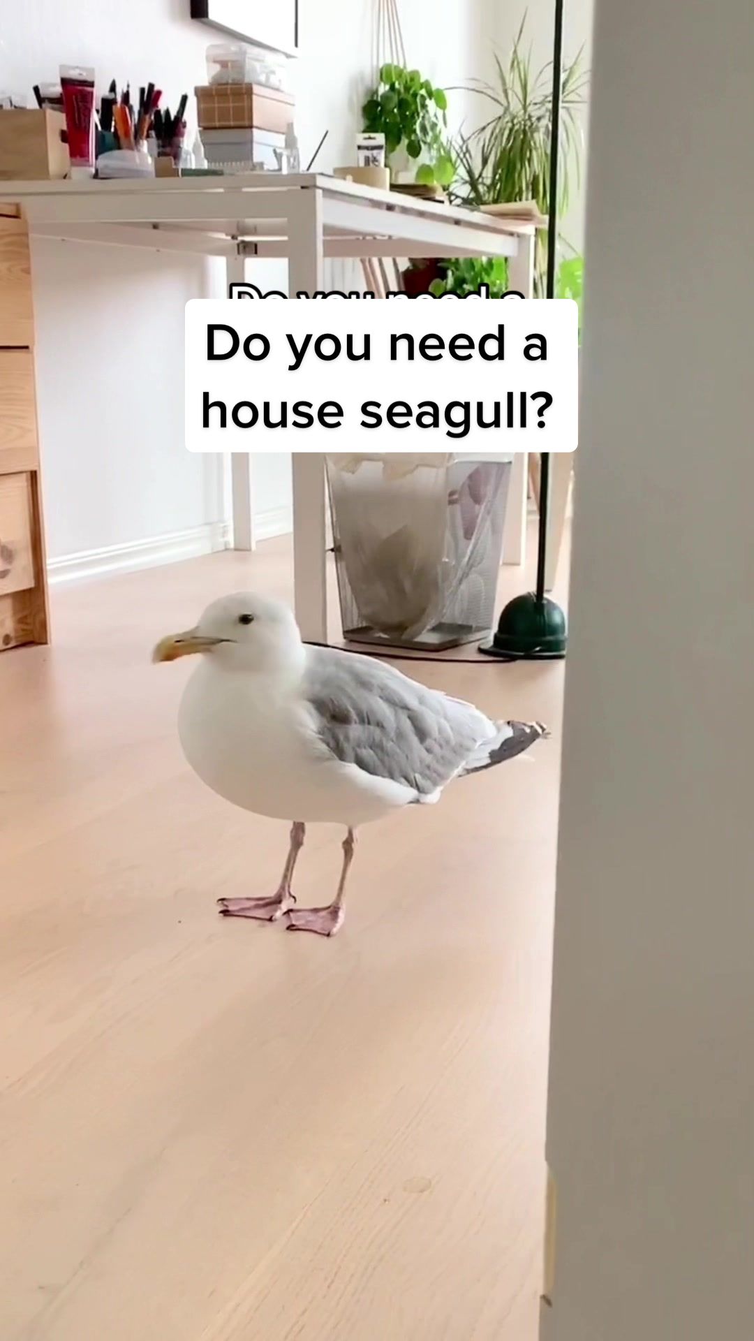 @Winston gull