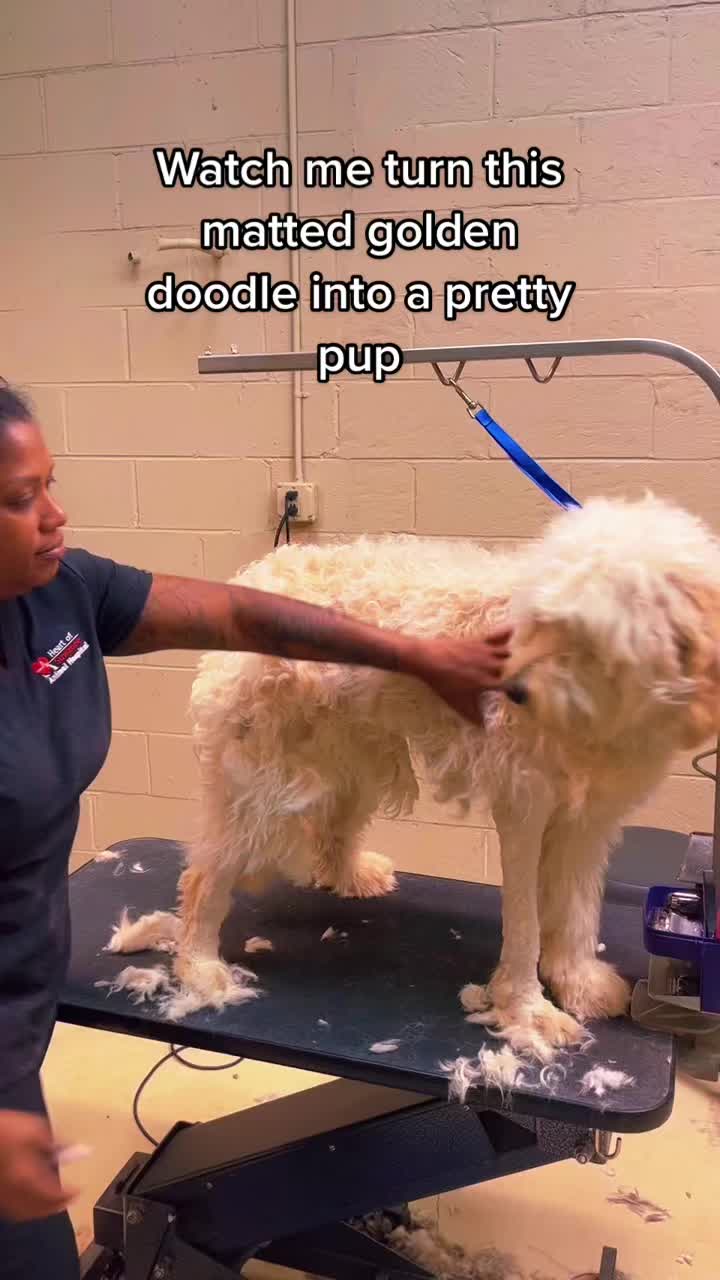 @thegroomingfairy
