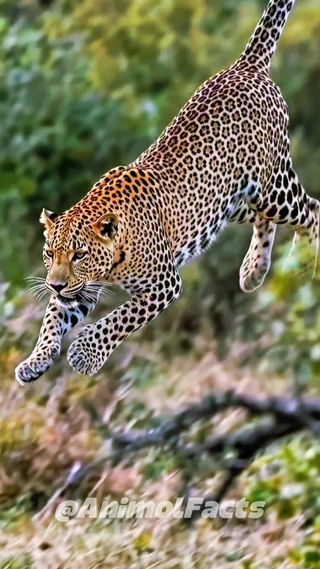 @animolfacts