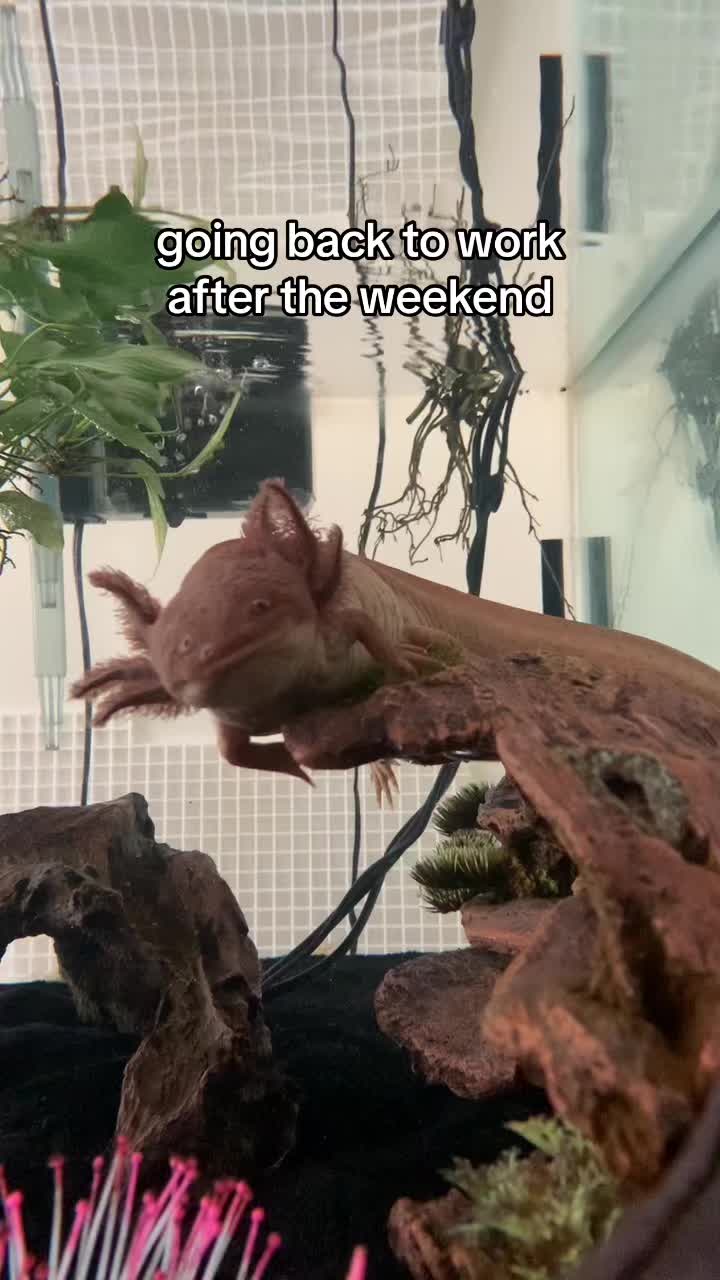 @JubJub