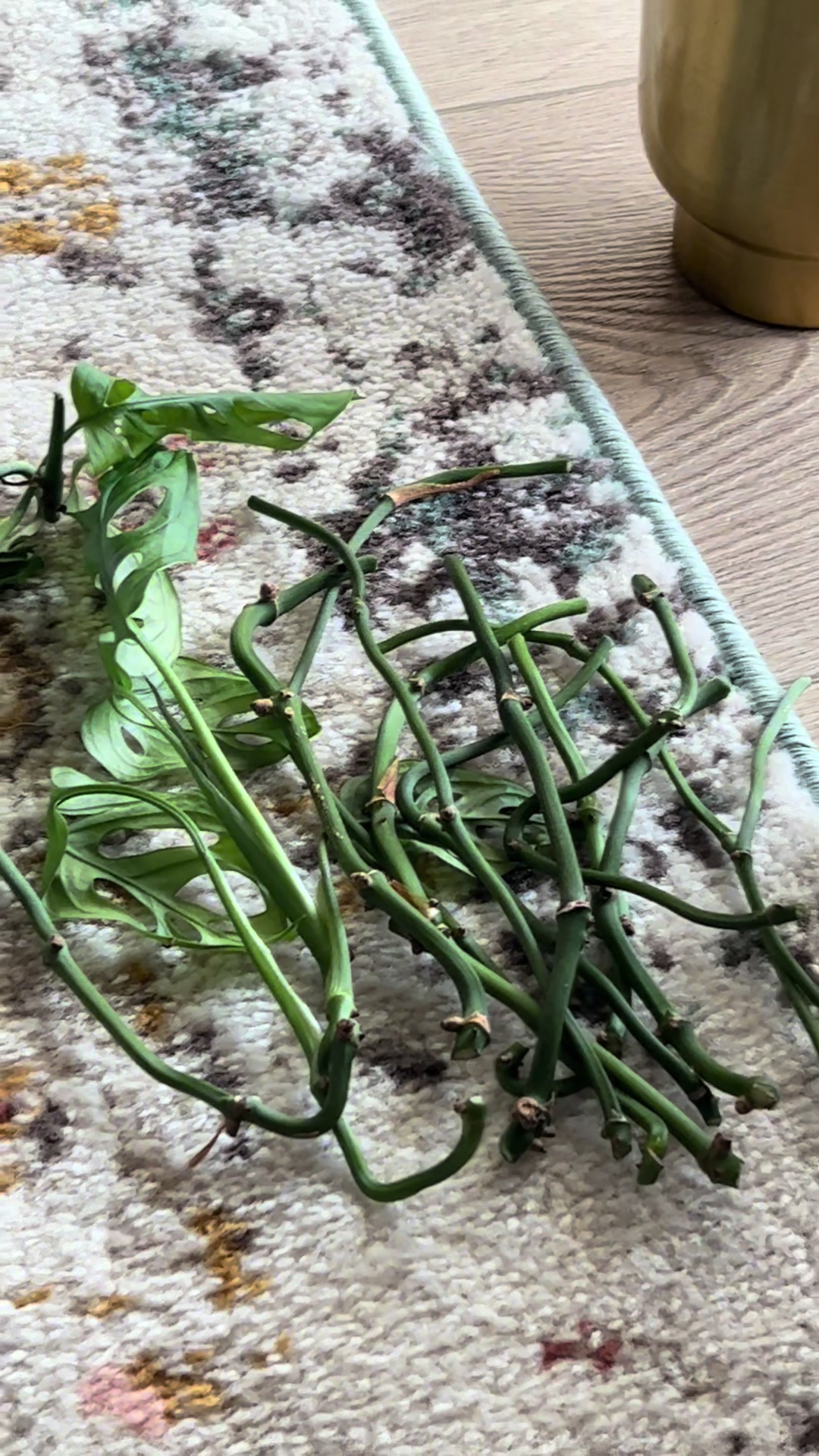 @Tiny Plants