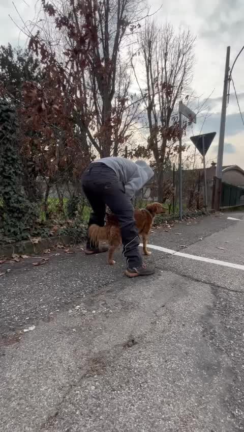 @Micol dogsitter varese