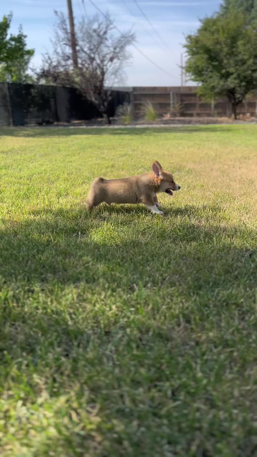 @CorgiMonty