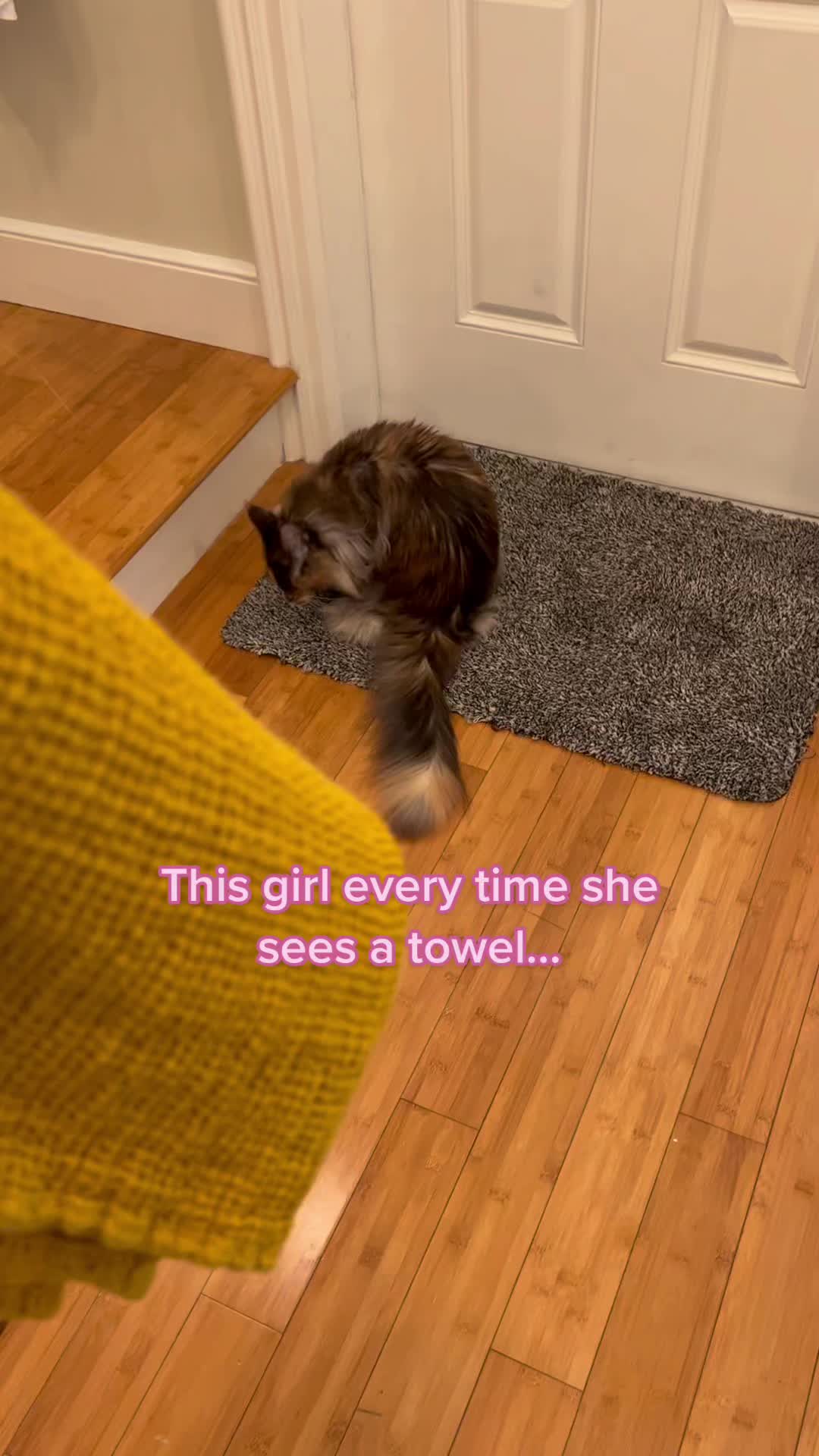 @kittensinparadise
