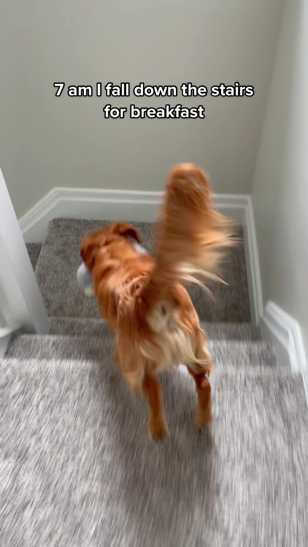 @joeythegoldencavalier