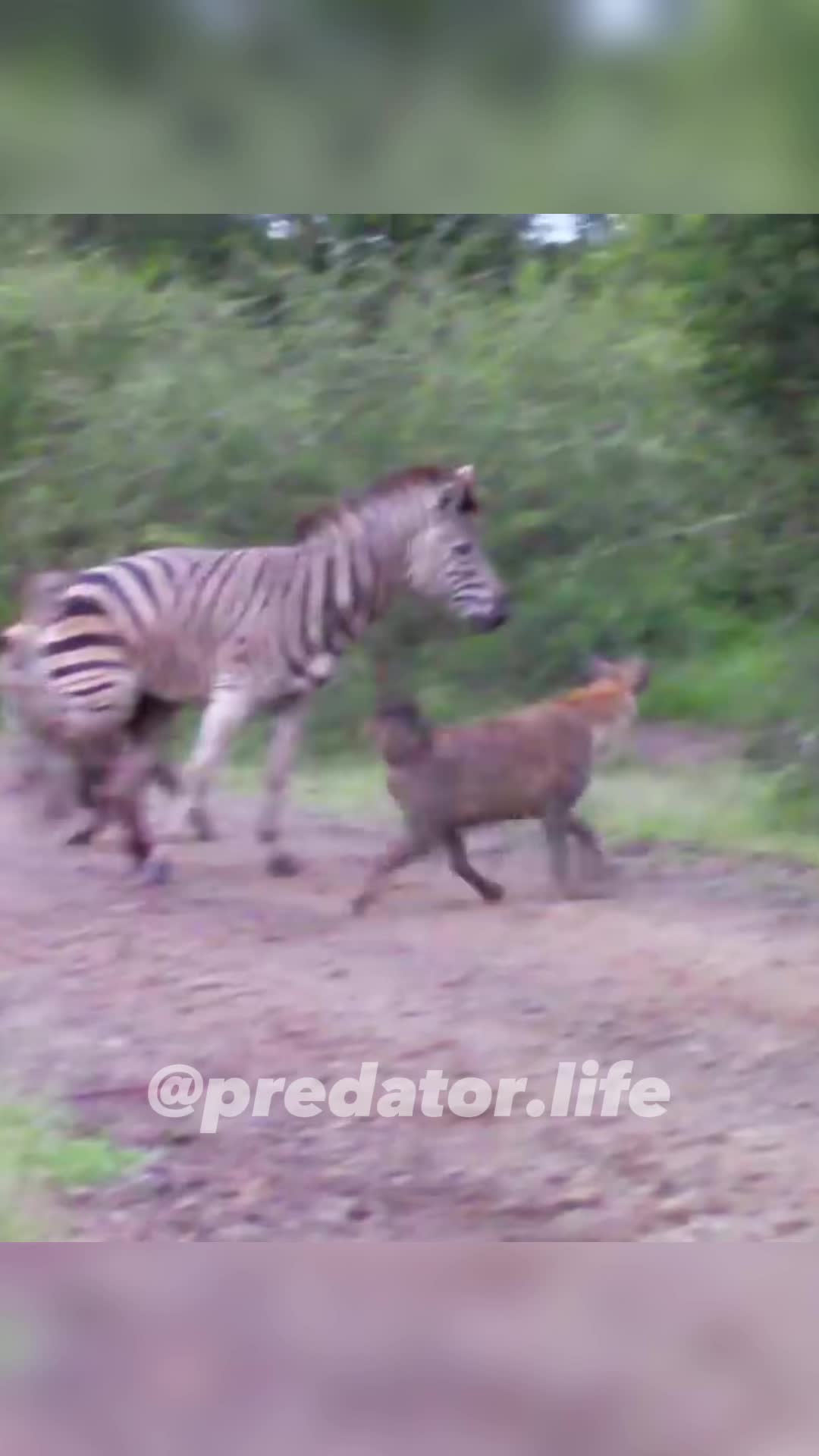 @Predator Life