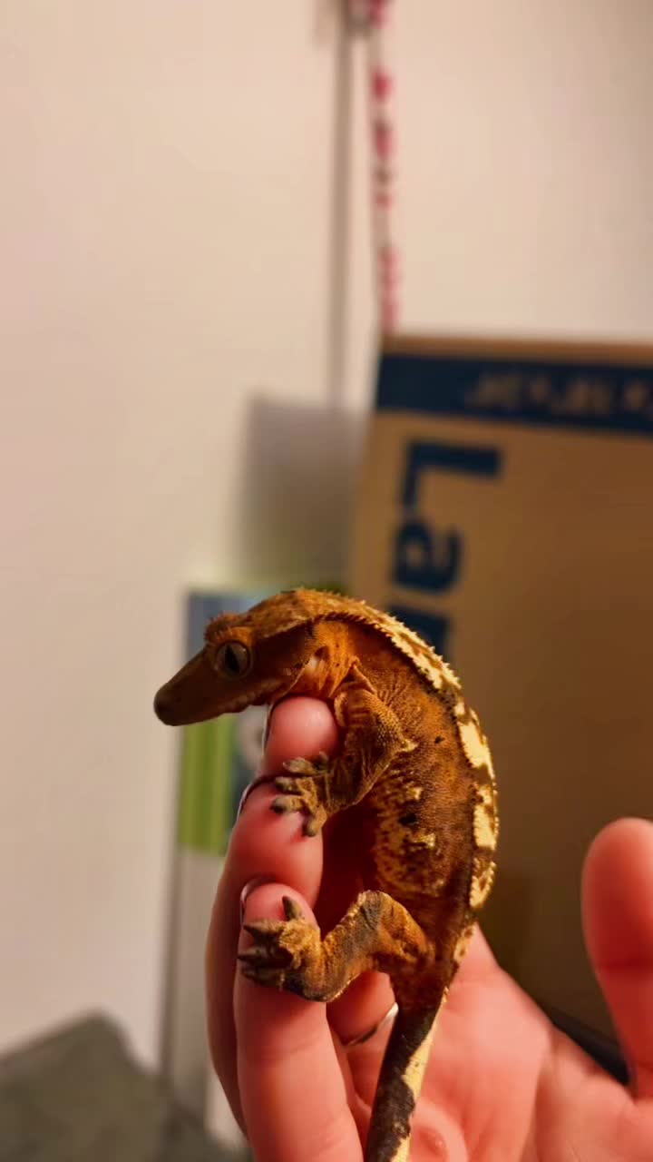 @d&m_reptile_adventure
