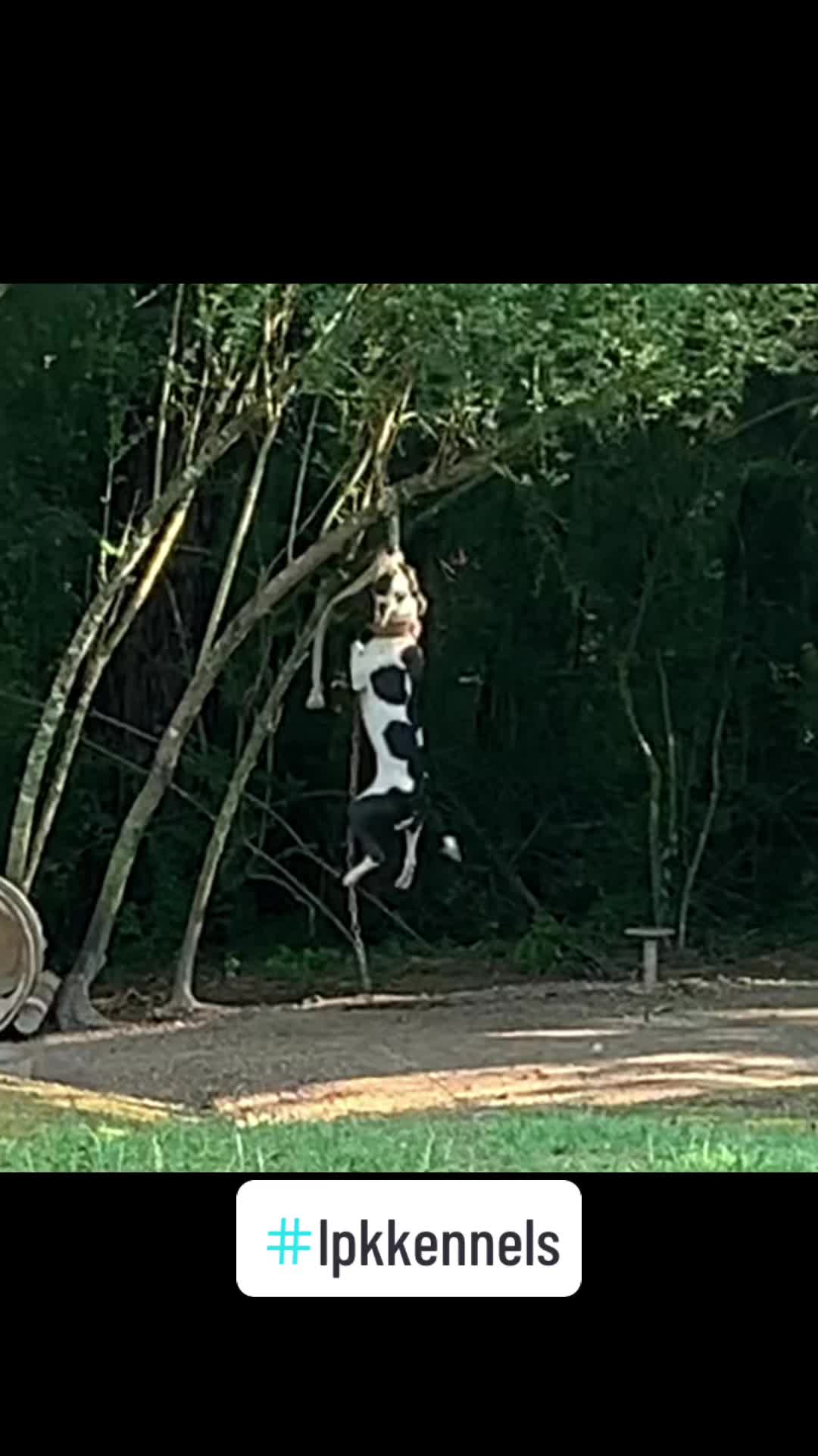 @LPKkennels