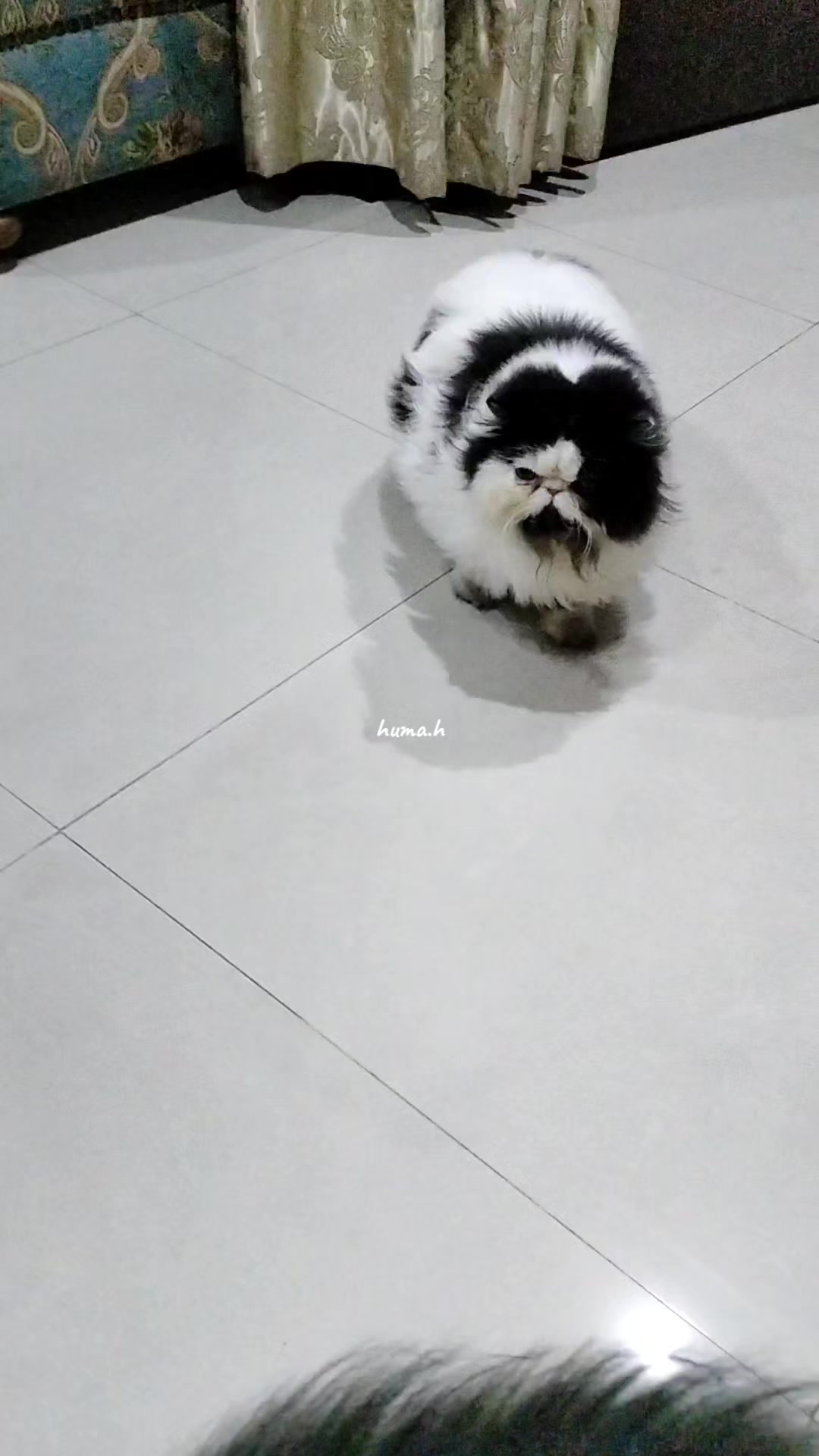 @_Humah_