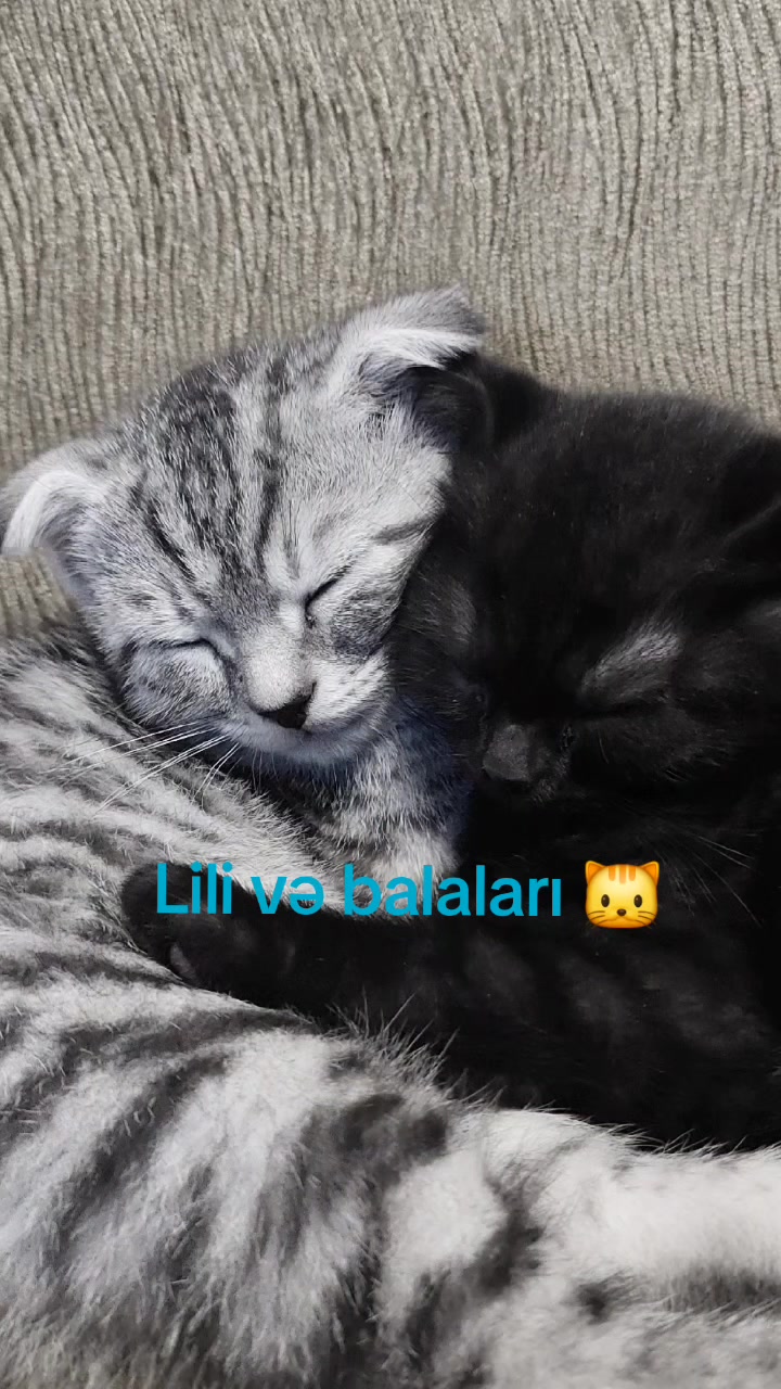 @A_Alieva91