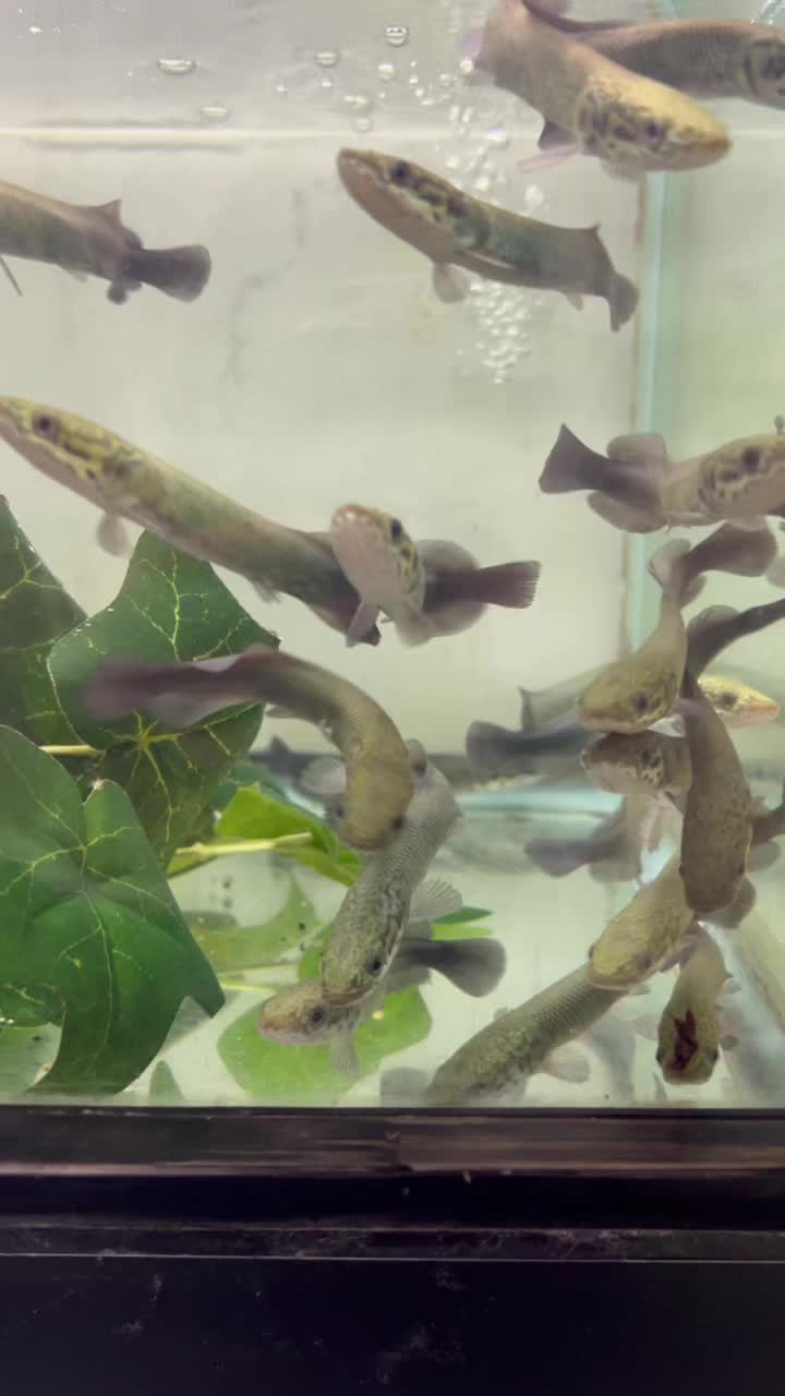 @Aquarium Paradise