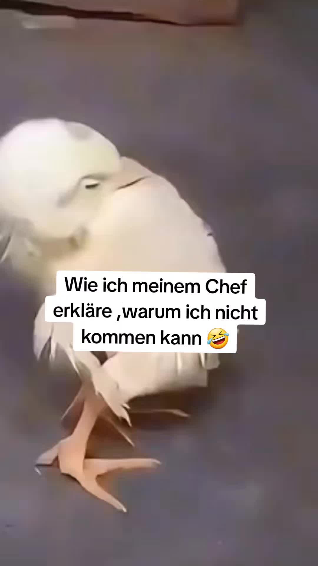 @Denise Koch