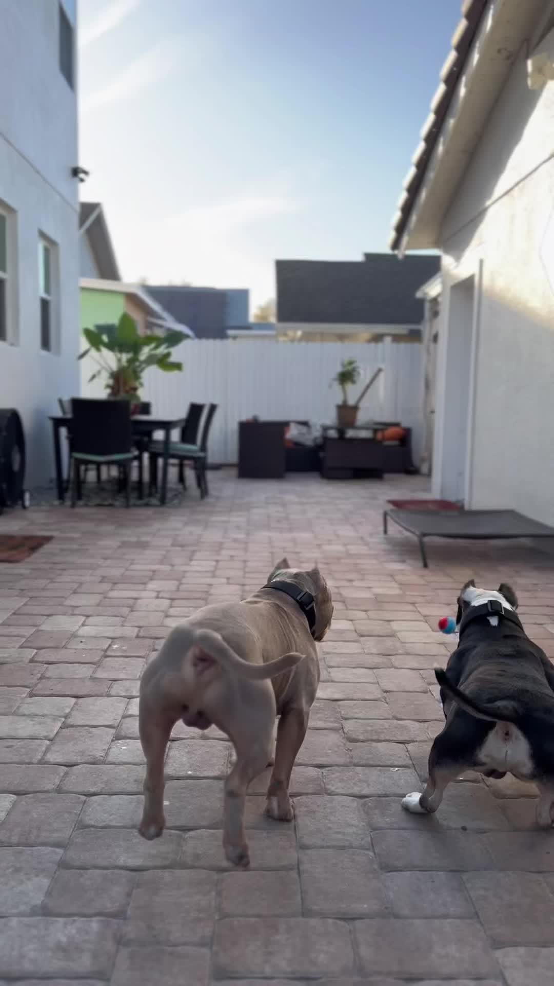 @chinomendezbully