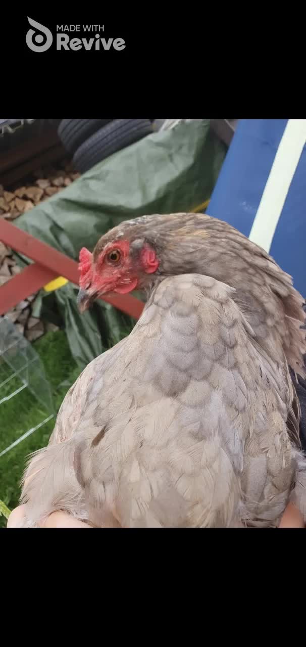 @der hühnermeister 🐓