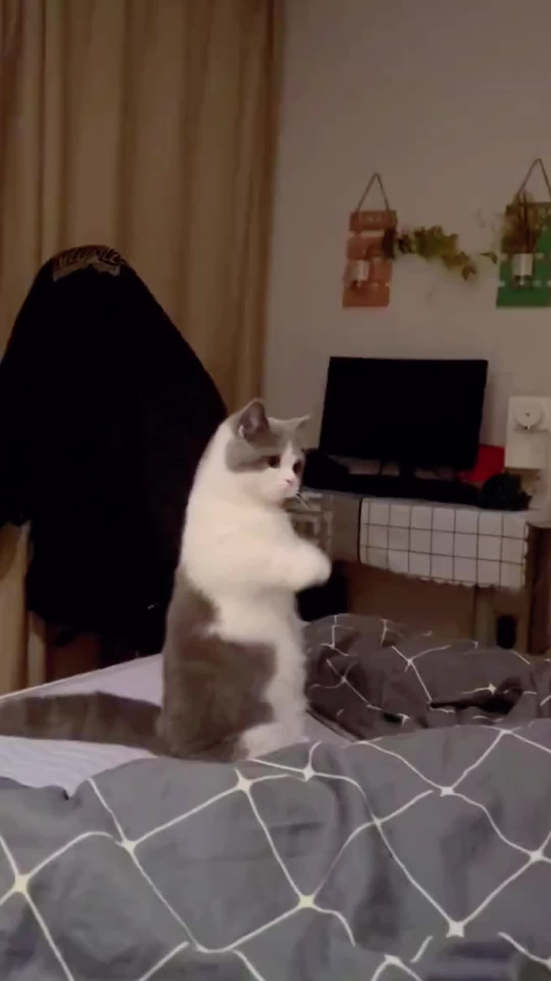 @doepetsupplies