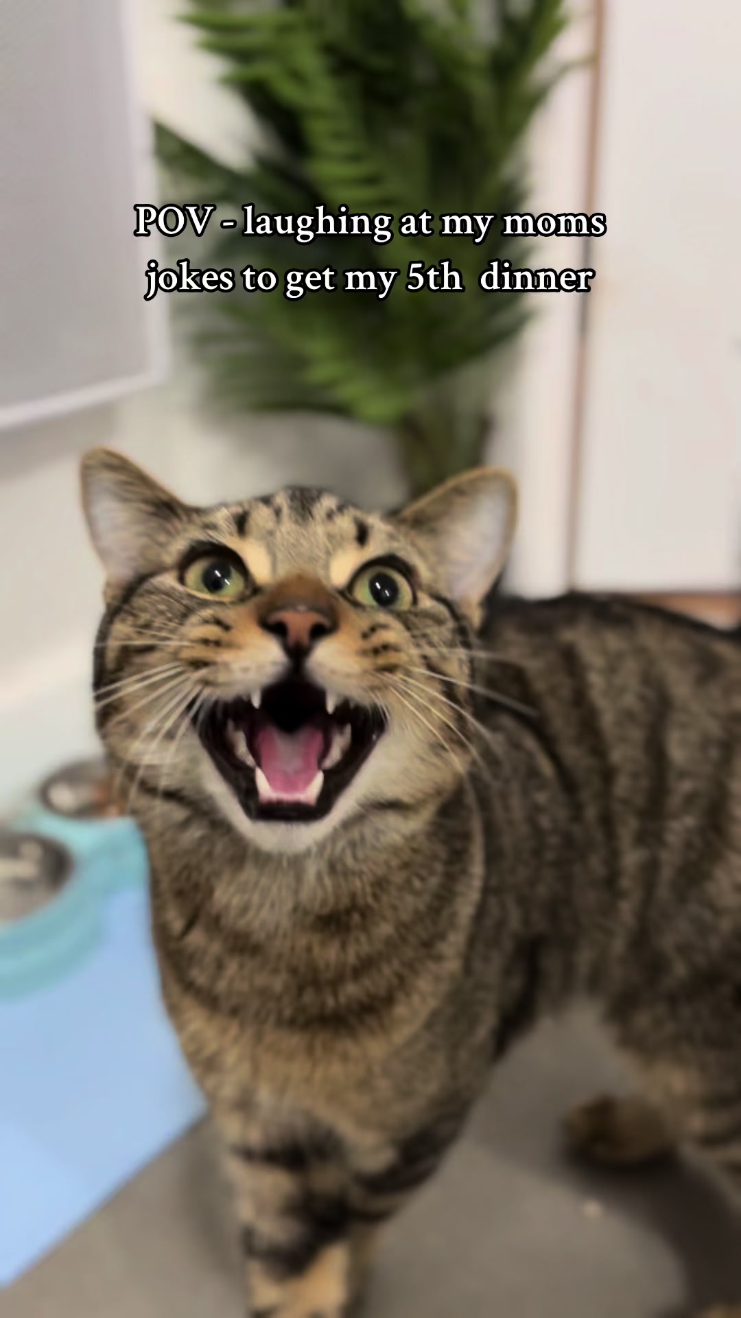 @Haadi 🐱