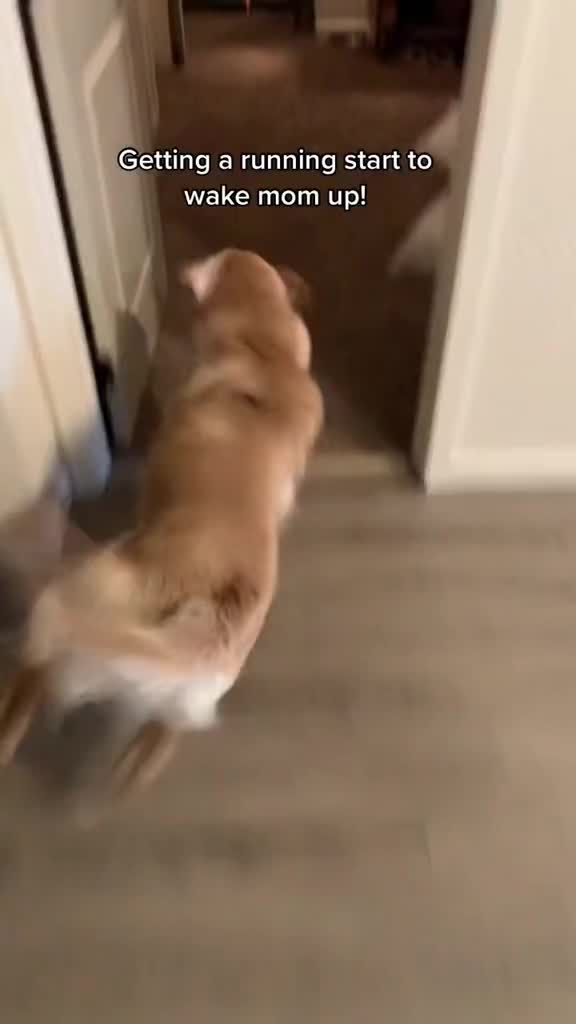 @George The Golden