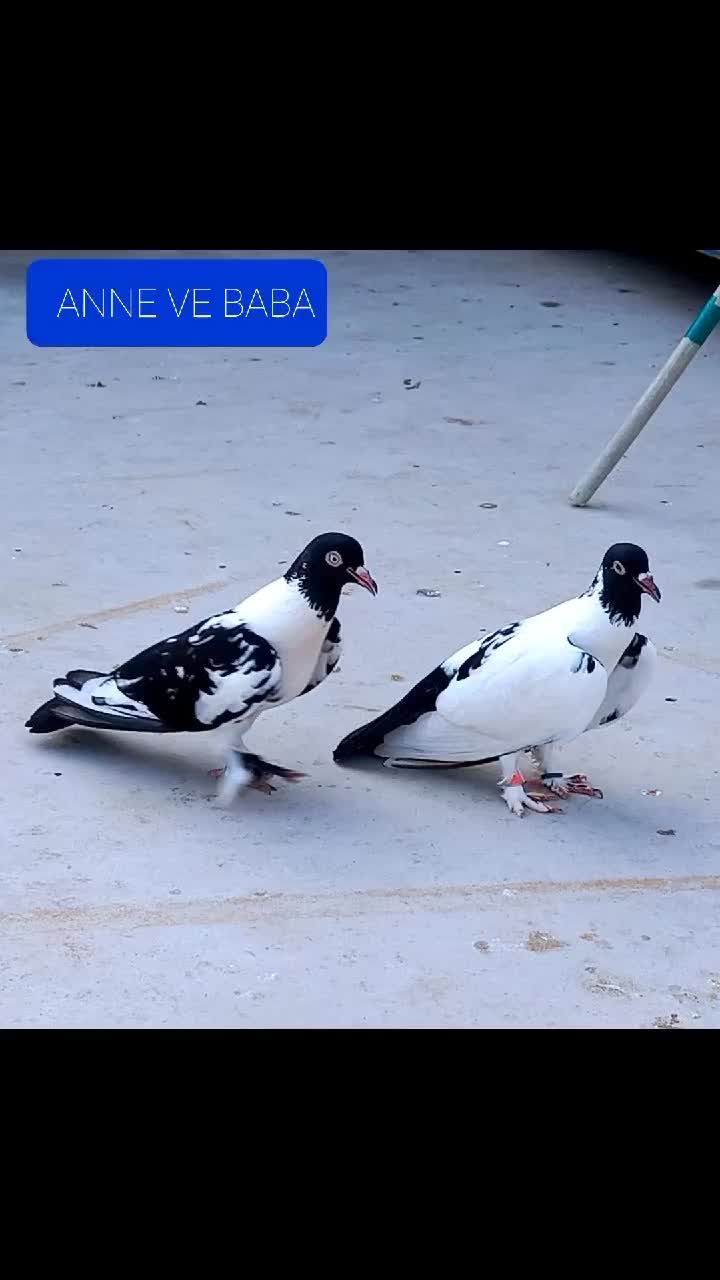 @Hasancan Tömek