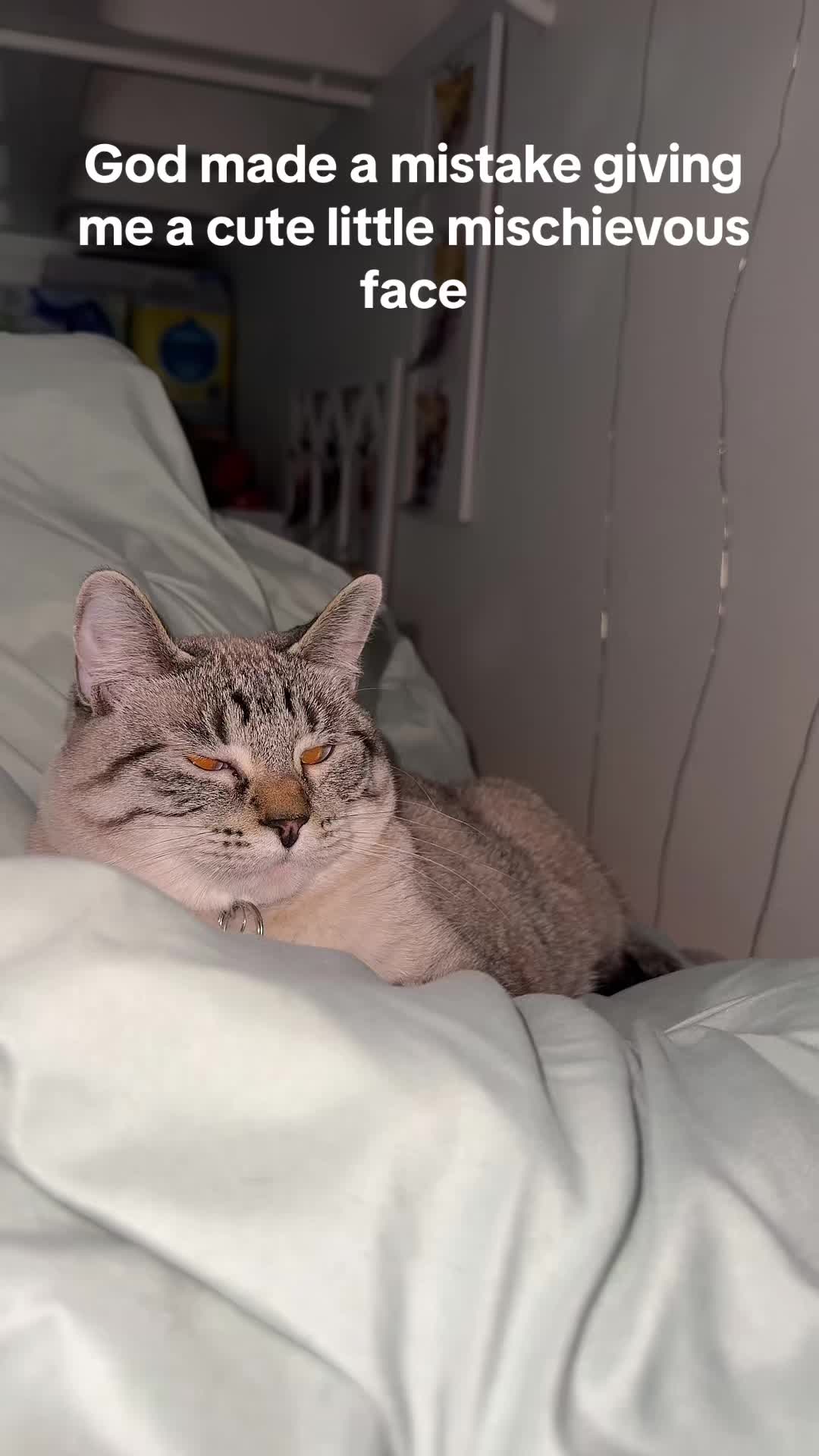 @willowthecollegecat