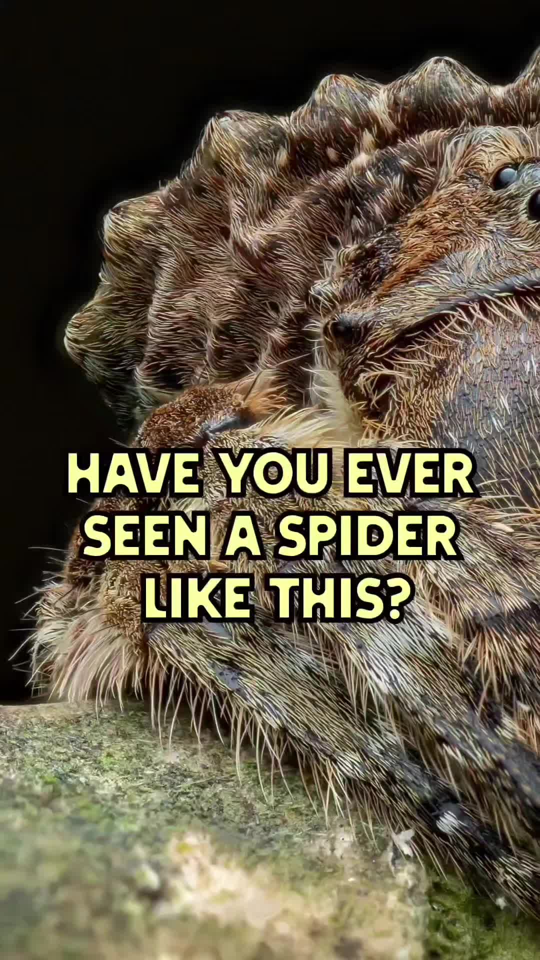 @weemadbeasties