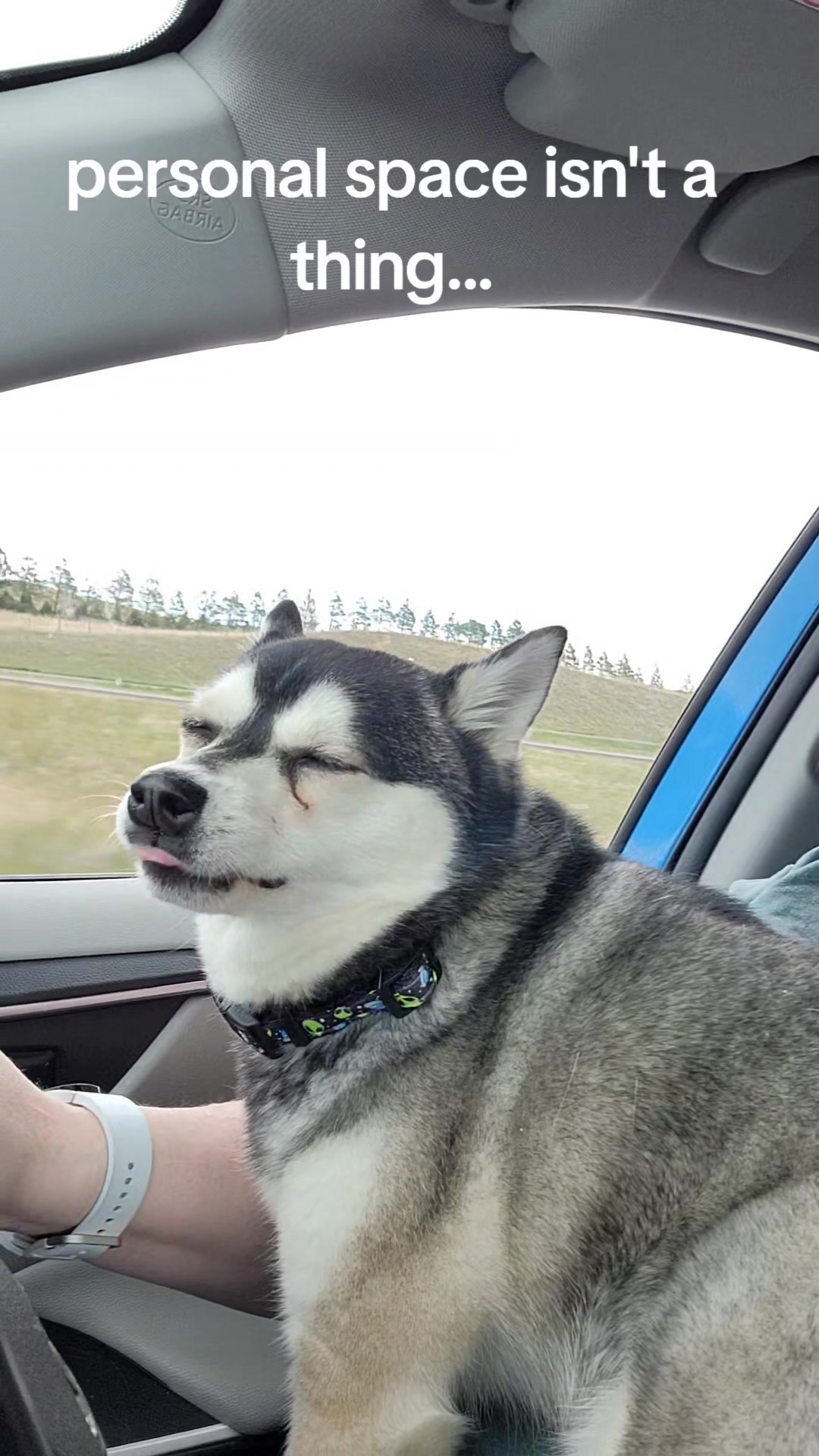 @Hersheytheminihusky